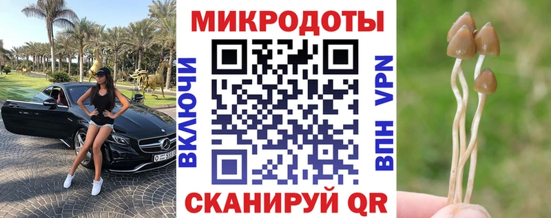 Галлюциногенные грибы Psilocybe  Чекалин 